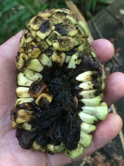 Cussonia sphaerocephala