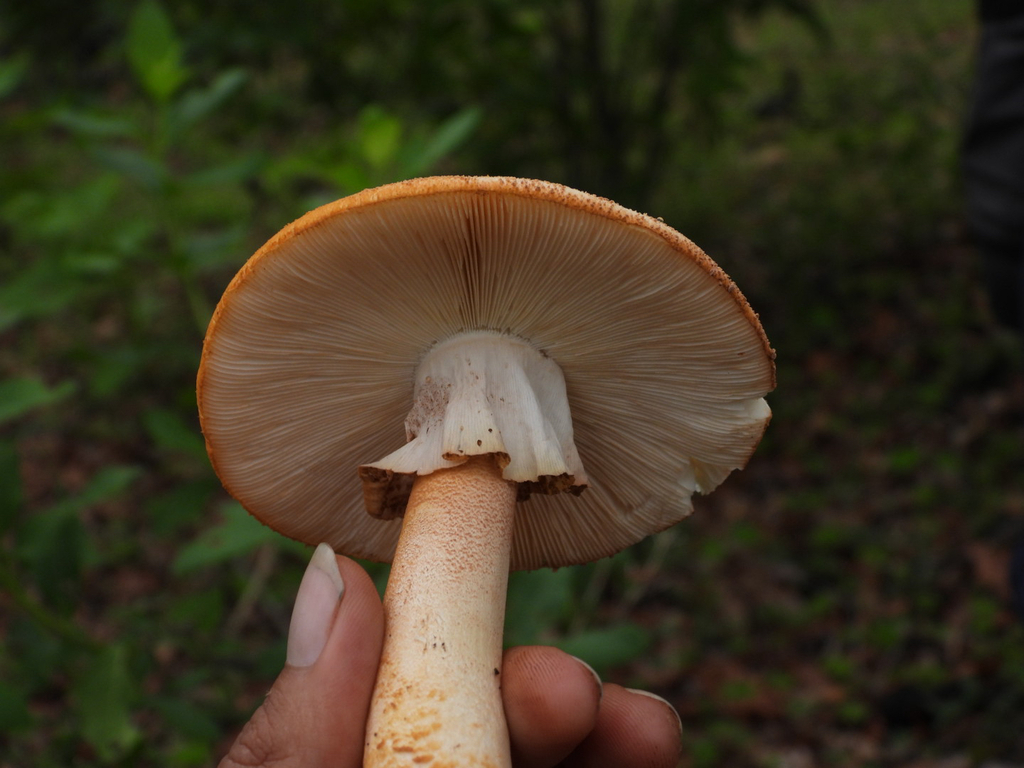 Rose-Tinted Amanita · August 2026 · photo: Photo: (c) Ricardo Betancourt Sánchez, some rights reserved (CC BY) · iNaturalist