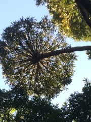 Cussonia sphaerocephala