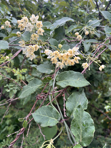 Funastrum pannosum, photograph 2