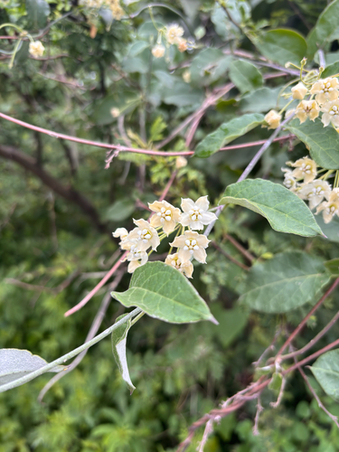 Funastrum pannosum