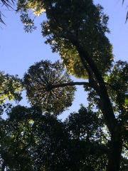 Cussonia sphaerocephala