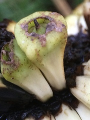 Cussonia sphaerocephala