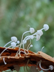 Mycena albidocapillaris