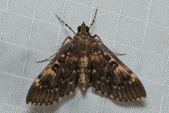 Syllepte leucodontia