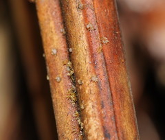 Hispidula dicksoniae