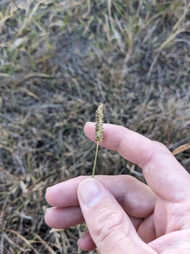 Indian Cupscale Grass