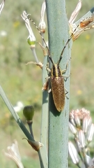 Agapanthia asphodeli