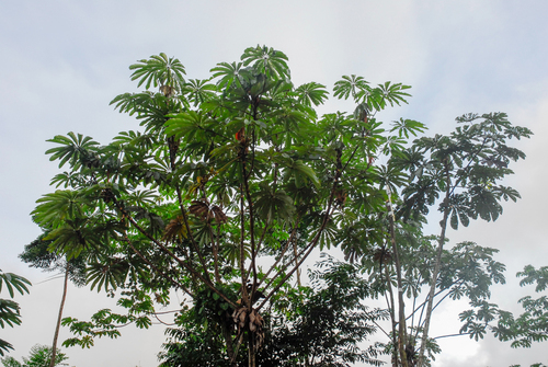 Cecropia sciadophylla, photograph 2