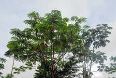 (c) Cody Hinchliff, some rights reserved (CC BY) Cecropia sciadophylla, photograph (c) Cody Hinchliff, some rights reserved (CC BY)