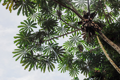 (c) Cody Hinchliff, some rights reserved (CC BY) Cecropia sciadophylla, photograph (c) Cody Hinchliff, some rights reserved (CC BY)