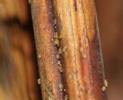 Hispidula dicksoniae