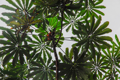 (c) Cody Hinchliff, some rights reserved (CC BY) Cecropia sciadophylla, photograph (c) Cody Hinchliff, some rights reserved (CC BY)