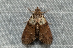 Lophoptera