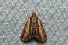 Lophoptera