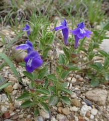 Scutellaria wrightii