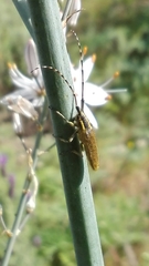 Agapanthia asphodeli