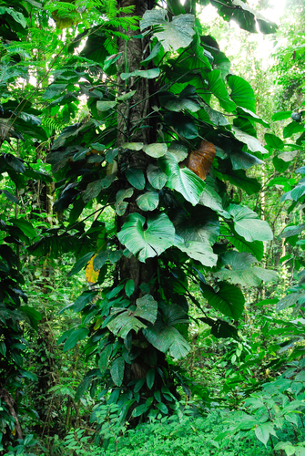Philodendron ornatum, photograph 4