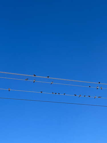 Barn Swallow