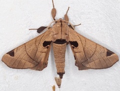 Apatelodes pandarioides