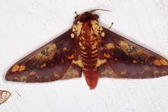 Citheronia phoronea
