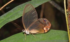 Haetera piera