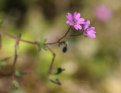Geranium molle