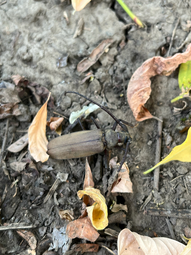 grain support beetle