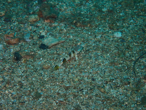 Valenciennea wardii observed 2026-07-31