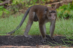 Macaca fascicularis