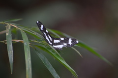 Lepidoptera