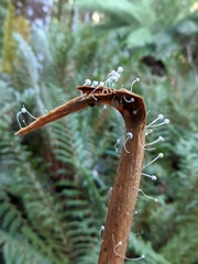 Mycena albidocapillaris
