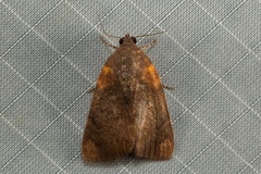 Maceda rotundimacula