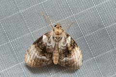 Acatapaustus metallopa