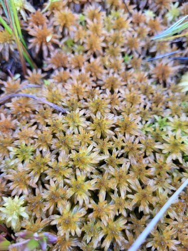 Lindberg's Sphagnum