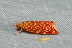 Syringoseca rhodoxantha