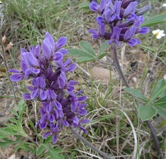 Pediomelum cuspidatum