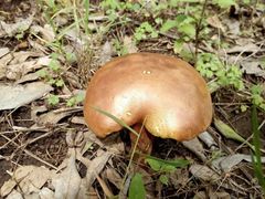 Boletinellus