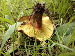 Boletinellus