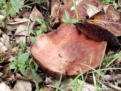Boletinellus
