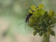 Irbisia