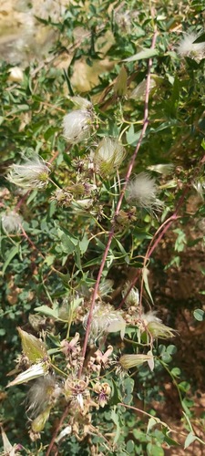 Oriental Virgin's-bower