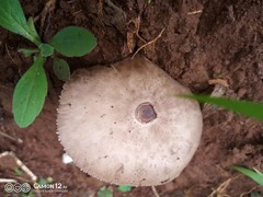 Hymenagaricus