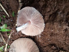 Hymenagaricus