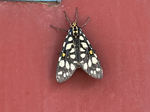 Aglaomorpha histrio