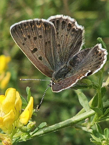 Sooty Copper