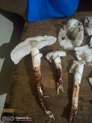 Termitomyces schimperi