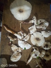 Termitomyces schimperi