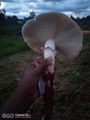 Termitomyces schimperi