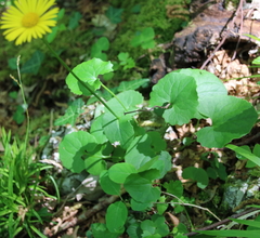 Doronicum columnae